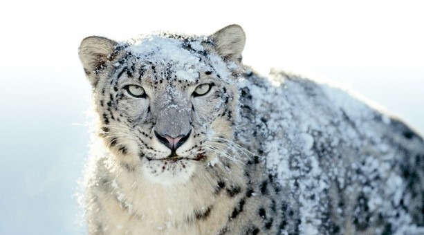 Snow Leopard et les failles de sécurité Flash